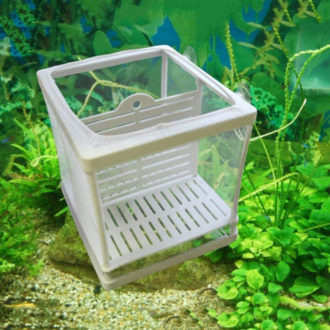 Peacock Phoenix Tail Hatching Breeding Box