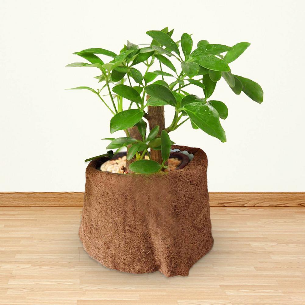 Coconut Palm Plant Warm Pad Tortoise Breeding Wooden Box